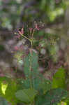 American smoketree